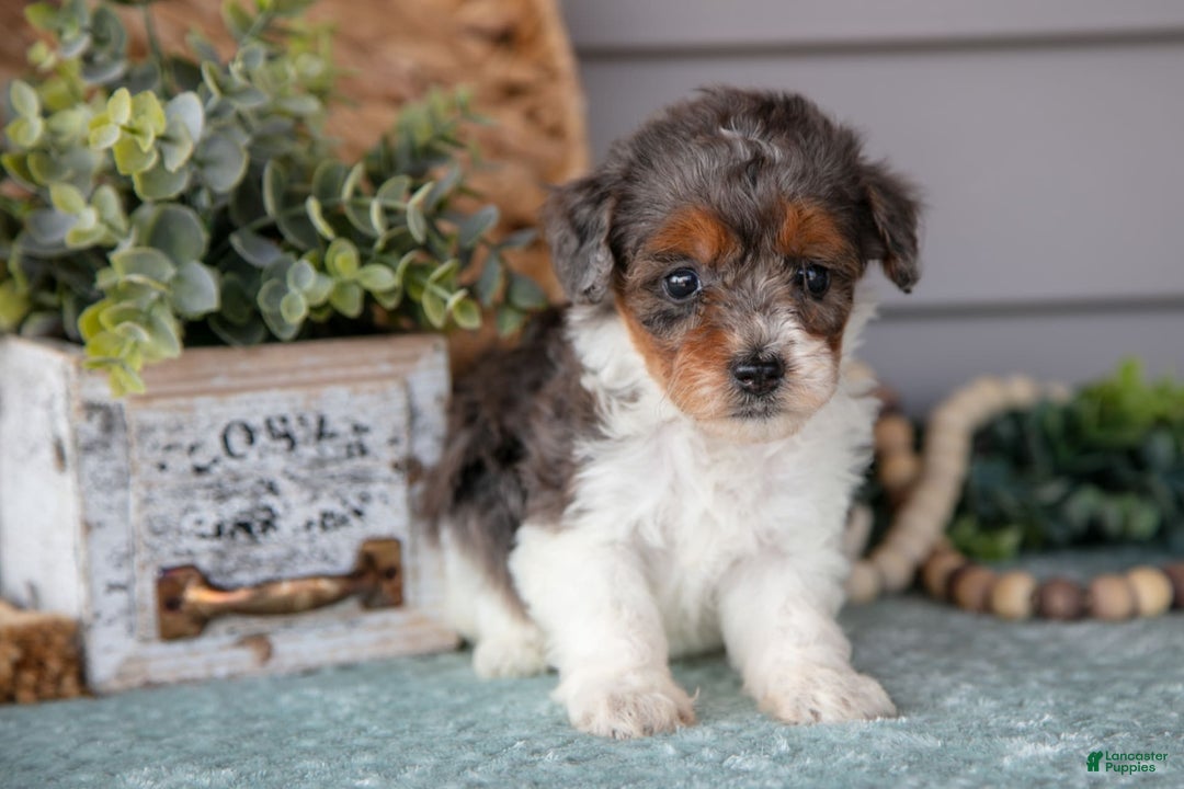 Miniature Poodle dogs for sale: Thalia - Image 3