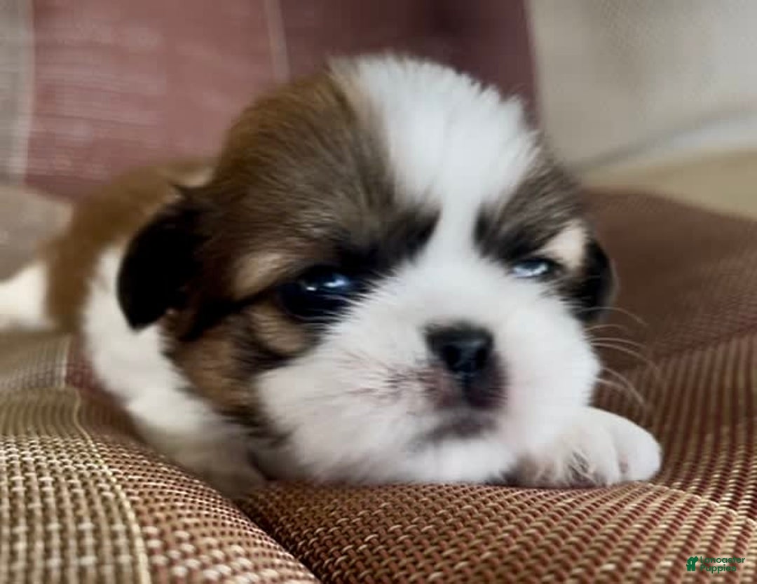 Shih Tzu dogs for sale: Ollie - Image 11