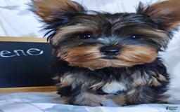 Yorkshire Terrier dogs for sale: Gene - Image 9