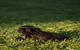 Shih Tzu dogs for sale: Trixie - Image 2