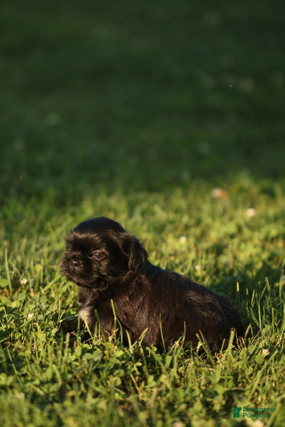 Shih Tzu dogs for sale: Trixie - Image 2