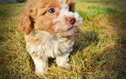 Havapoo dogs for sale: Jinga - Image 9