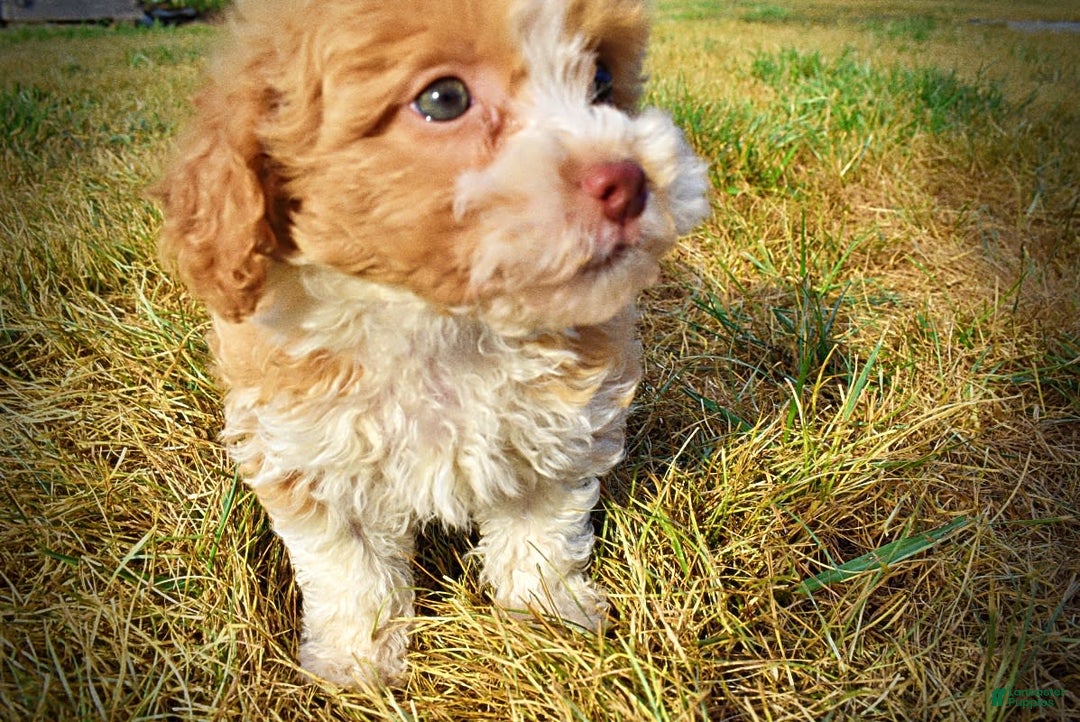 Havapoo dogs for sale: Jinga - Image 9