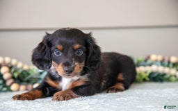 Miniature Dachshund dogs for sale: Allie - Image 1