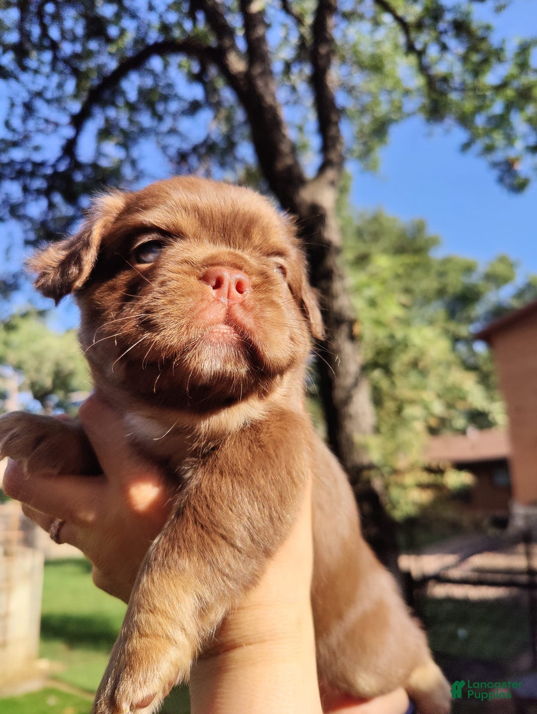 French Bulldog dogs for sale: Roja - Image 8