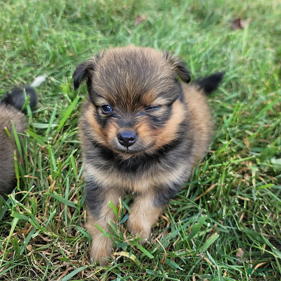 Pomeranian dogs for sale: Lacey - Image 6