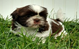 Shih Tzu dogs for sale: Weston - Image 9