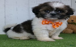Shih Tzu dogs for sale: Simon - Image 6