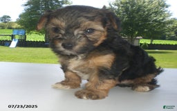 Yorkiepoo dogs for sale: Sammy - Image 16