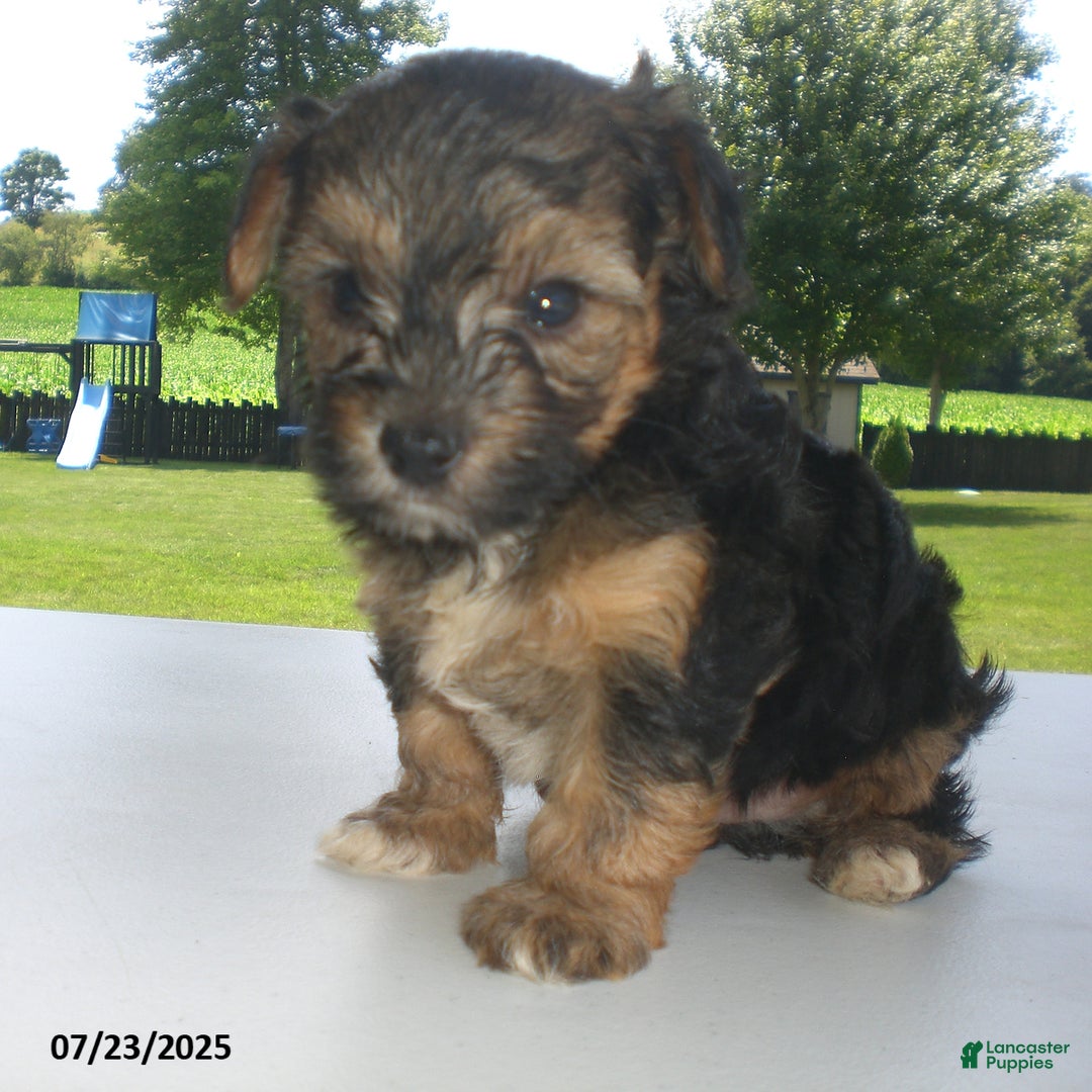 Yorkiepoo dogs for sale: Sammy - Image 16