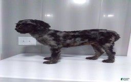 Miniature Poodle dogs for sale: Pippi - Image 9