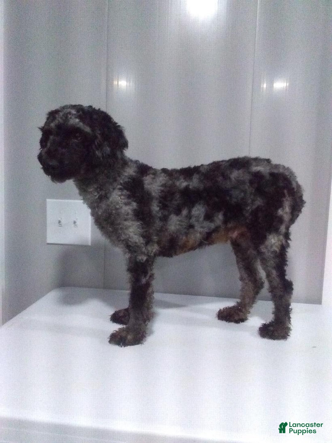 Miniature Poodle dogs for sale: Pippi - Image 9