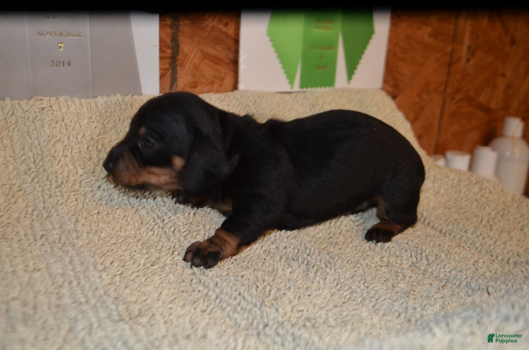 Dachshund dogs for sale: Betsy Ross - Image 2