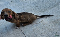 Miniature Dachshund dogs for sale: Flynn - Image 5