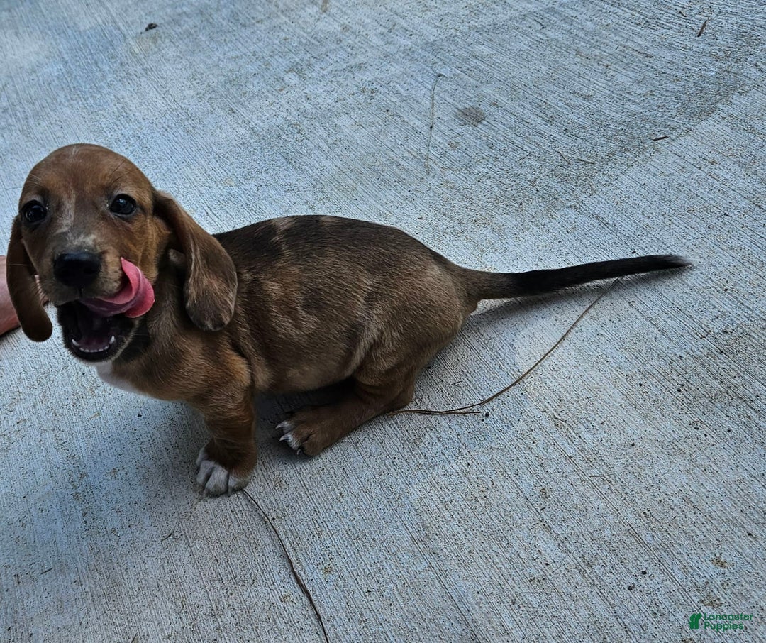 Miniature Dachshund dogs for sale: Flynn - Image 5