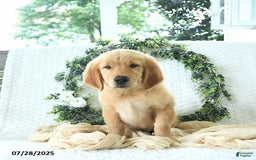 Golden Retriever dogs for sale: Alec - Image 2