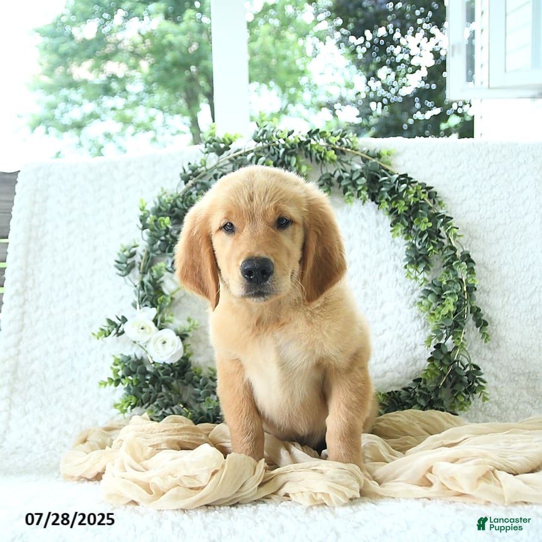 Golden Retriever dogs for sale: Alec - Image 2