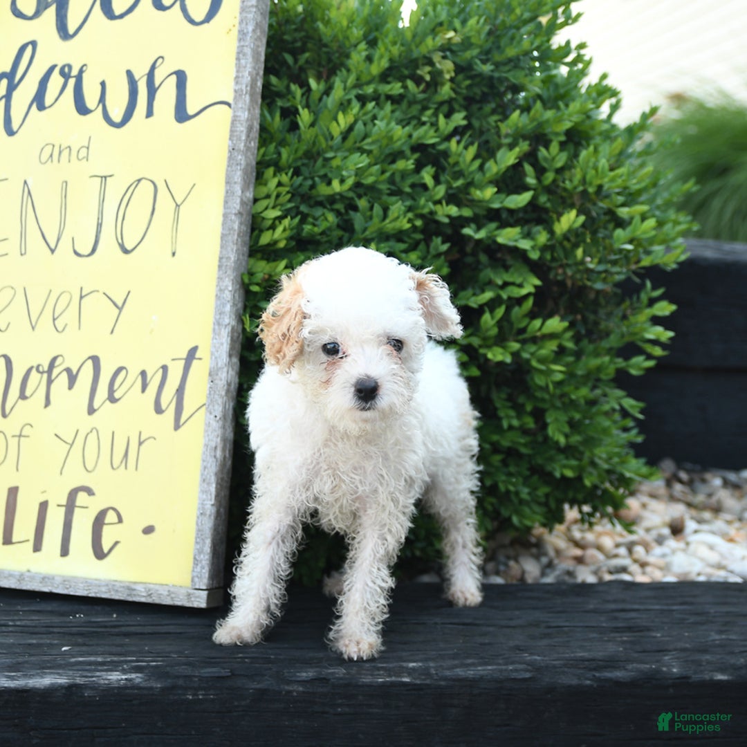 Toy Poodle dogs for sale: Lily - Image 4