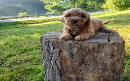 Cavapoo dogs for sale: Tigger - Image 1