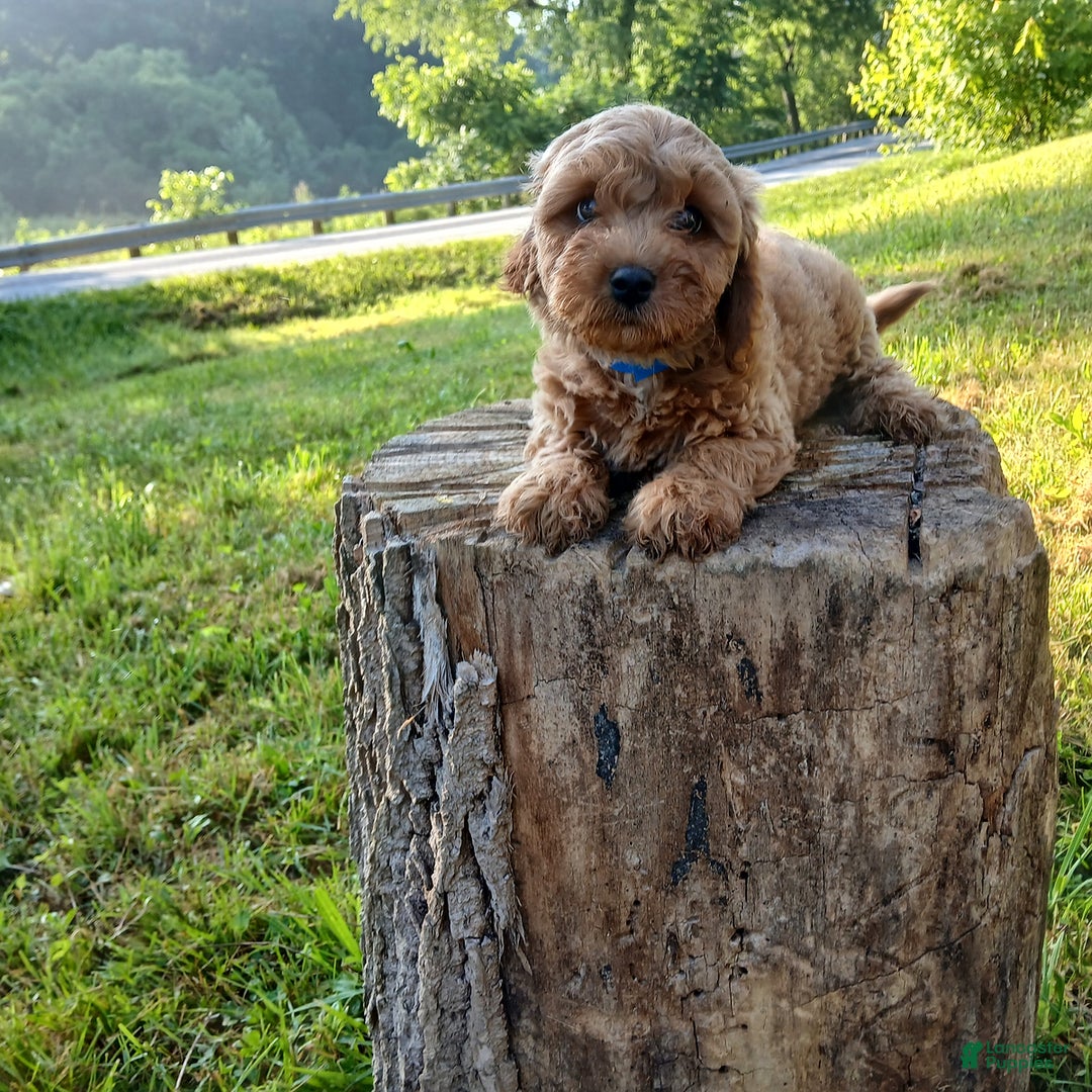 Cavapoo dogs for sale: Tigger - Image 1
