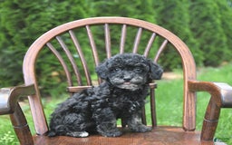 Miniature Poodle dogs for sale: Tessa Extra Small - Image 10