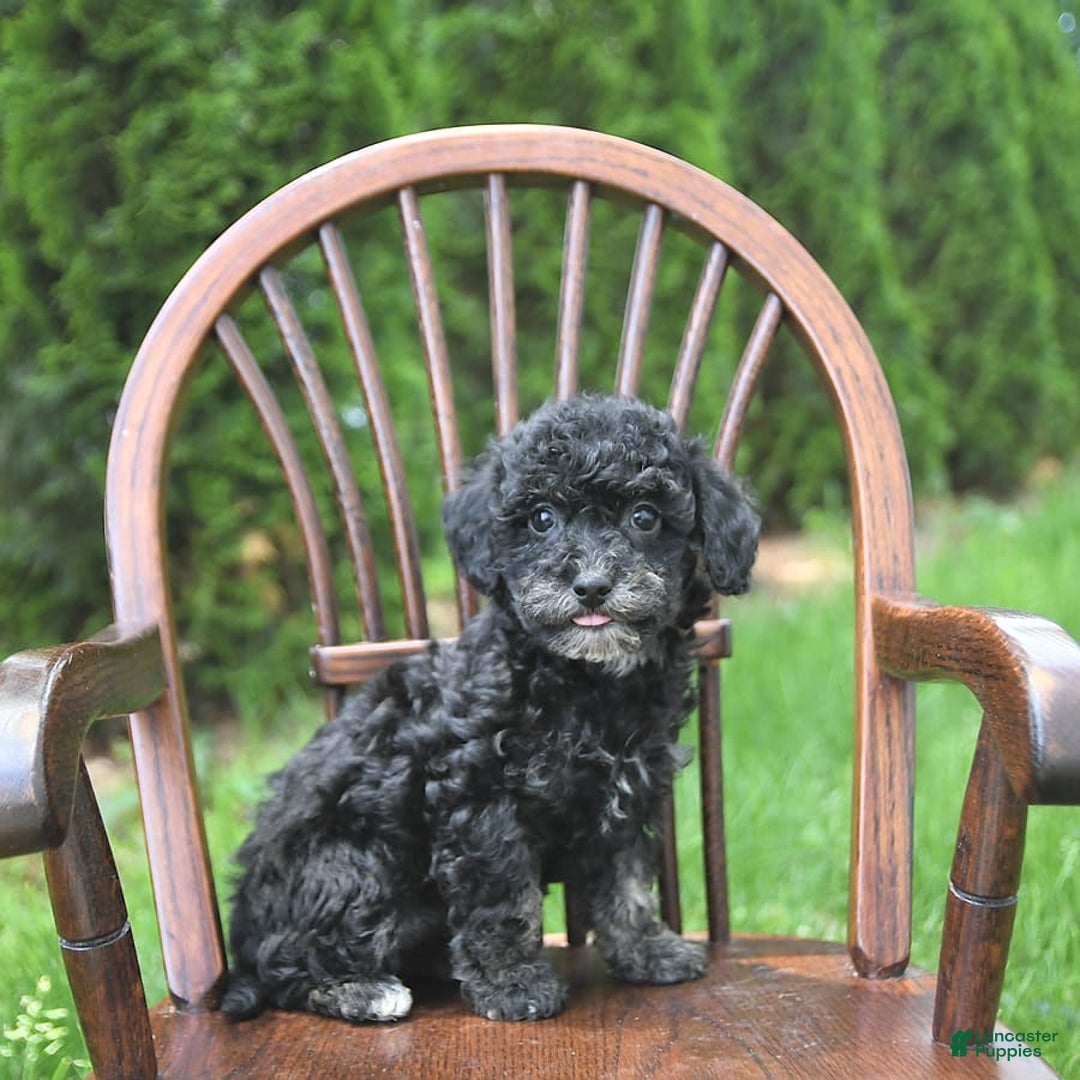 Miniature Poodle dogs for sale: Tessa Extra Small - Image 10