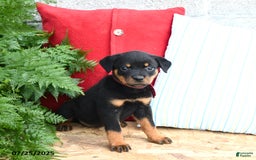 Rottweiler dogs for sale: Reese - Image 3