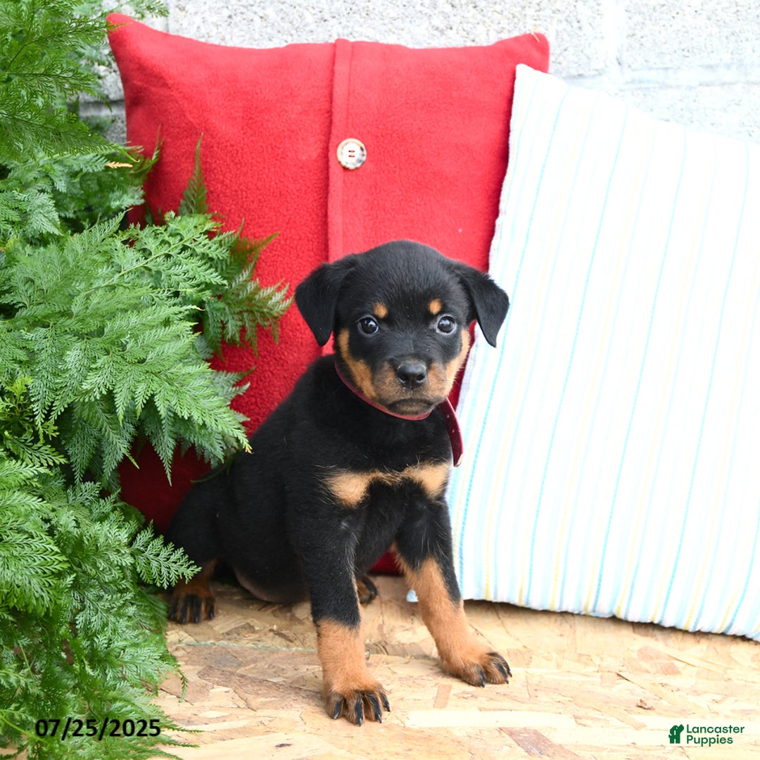 Rottweiler dogs for sale: Reese - Image 3