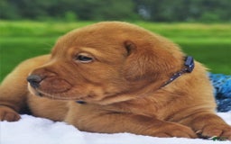 Labrador Retriever dogs for sale: Chipotle - Image 3