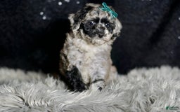 Maltipoo dogs for sale: Howlite - Image 7