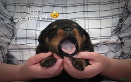 Rottweiler dogs for sale: Cole - Image 3