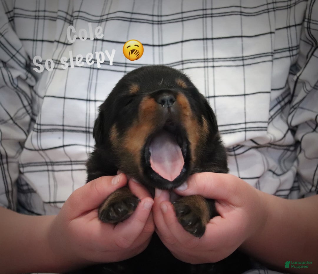 Rottweiler dogs for sale: Cole - Image 3