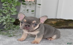 French Bulldog dogs for sale: Millie - Image 1