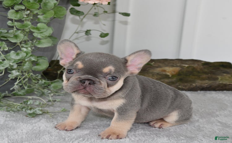French Bulldog dogs for sale - Ad 1