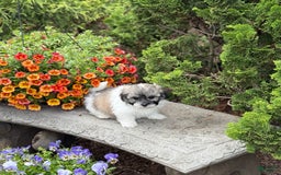 Teddy Bear dogs for sale: Robby - Image 10