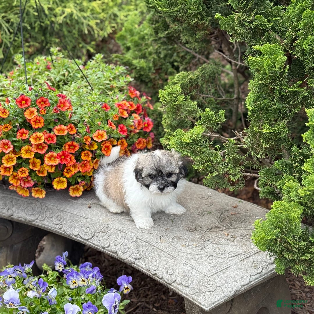 Teddy Bear dogs for sale: Robby - Image 10