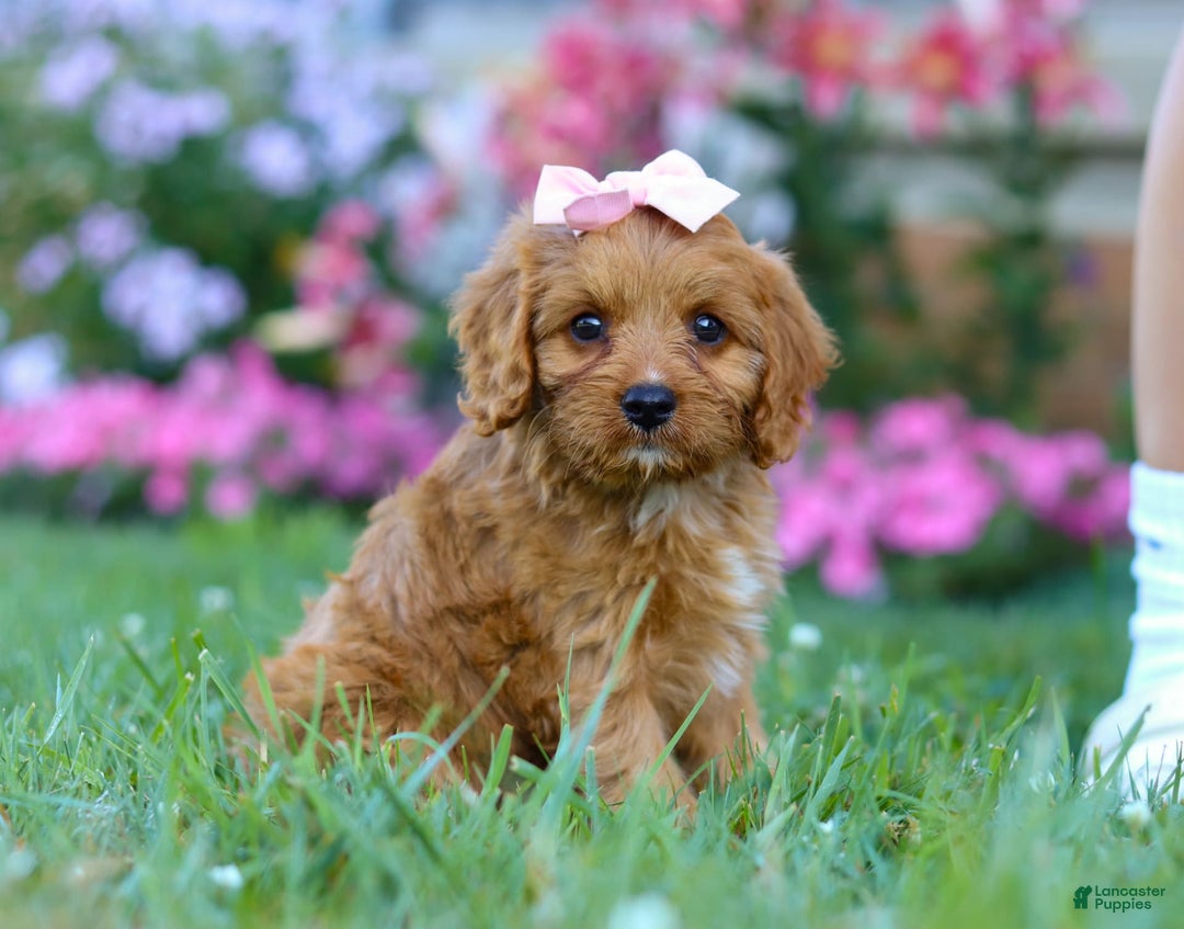 Cavapoo dogs for sale: Cavapoo 4 puppies - Image 16
