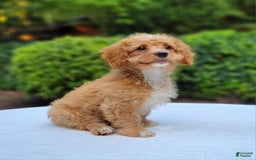 Cavapoo dogs for sale: Poppy - Image 7