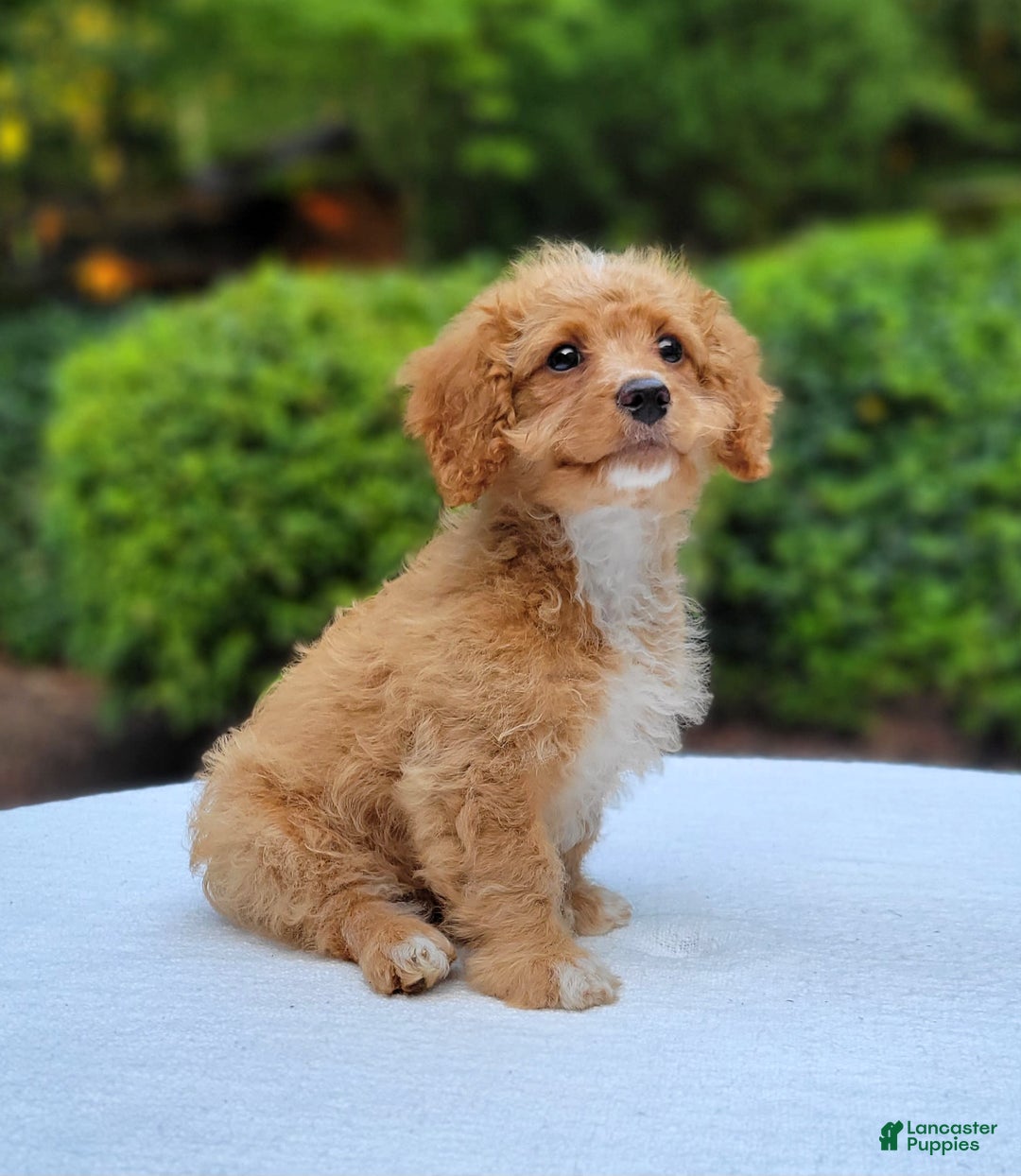 Cavapoo dogs for sale: Poppy - Image 7