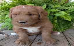 Goldendoodle dogs for sale: Ben - Image 23