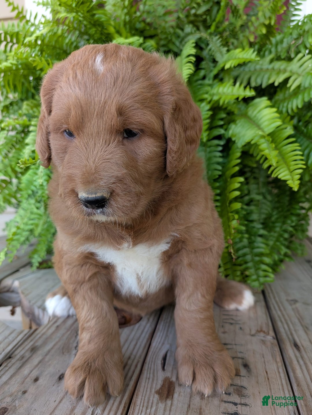 Goldendoodle dogs for sale: Ben - Image 23