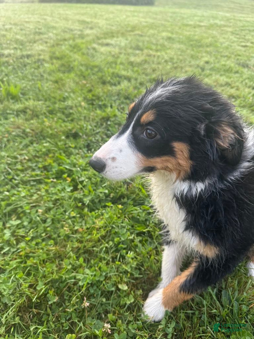 Australian Shepherd dogs for sale: Ahsoko - Image 27