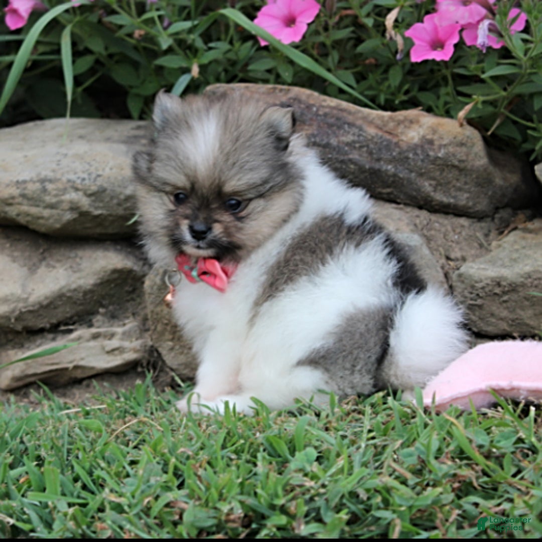 Pomeranian dogs for sale: Kylie - Image 8
