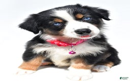 Australian Shepherd dogs for sale: Kate - Image 11