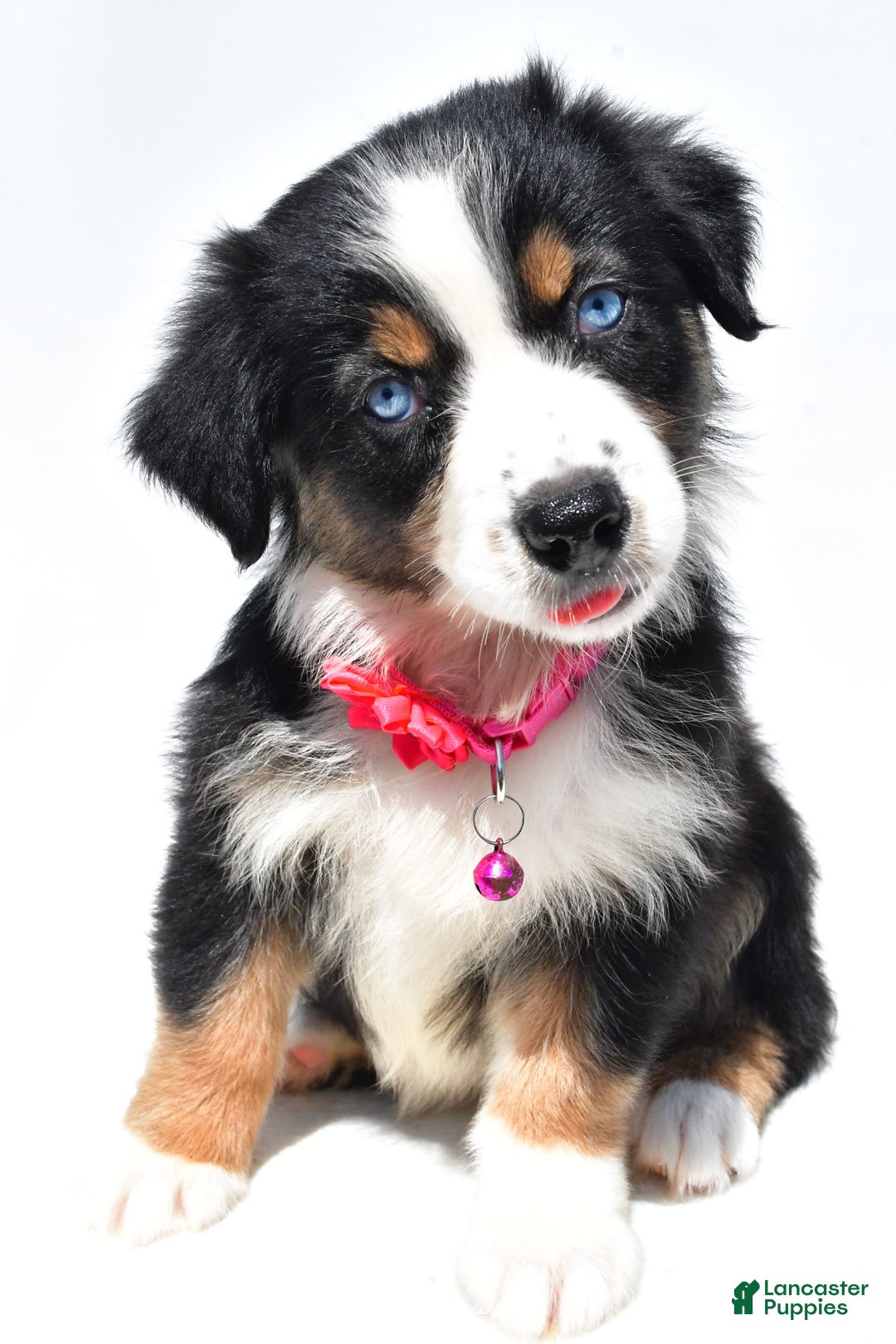 Australian Shepherd dogs for sale: Kate - Image 11