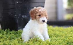 Standard Poodle dogs for sale: Rainay - Image 7