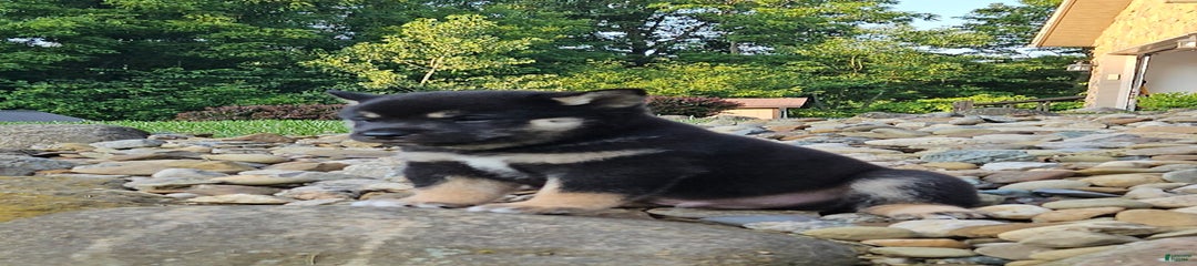 Reagen