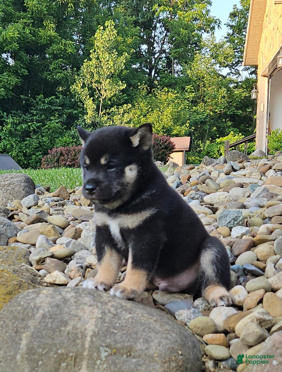 Shiba Inu dogs for sale: Reagen - Image 6