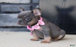 French Bulldog dogs for sale: Bridget - Image 1