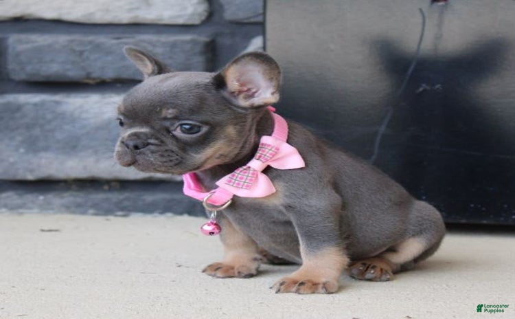 French Bulldog dogs for sale - Ad 1
